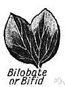 bilobed - having two lobes