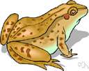 Yosemite toad
