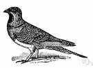 pin-tailed grouse - sandgrouse of Europe and Africa having elongated middle tail feathers