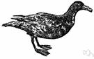 giant petrel - large brownish petrel chiefly of Antarctic seas