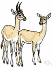 Gazella - typical gazelles