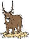 waterbuck