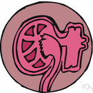 systema urogenitale - the system that includes all organs involved in reproduction and in the formation and voidance of urine