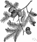 black spruce - small spruce of boggy areas of northeastern North America having spreading branches with dense foliage