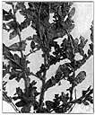 Amaranthus albus - bushy plant of western United States