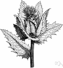 blessed thistle - annual of Mediterranean to Portugal having hairy stems and minutely spiny-toothed leaves and large heads of yellow flowers