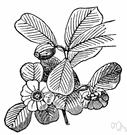 clusia - an aromatic tree of the genus Clusia having large white or yellow or pink flowers