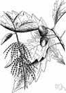 Viminaria juncea - Australian leafless shrub resembling broom and having small yellow flowers
