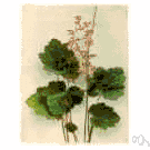 alumbloom - any of several herbs of the genus Heuchera