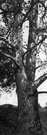 plane tree - any of several trees of the genus Platanus having thin pale bark that scales off in small plates and lobed leaves and ball-shaped heads of fruits