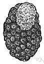 earthnut - any of various highly prized edible subterranean fungi of the genus Tuber