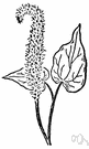 Saururus - type genus of the Saururaceae: lizard's-tails