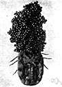 anaplasmosis - a disease of cattle that is transmitted by cattle ticks
