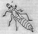 ovipositor - egg-laying tubular structure at the end of the abdomen in many female insects and some fishes