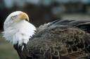 American eagle - a large eagle of North America that has a white head and dark wings and body