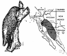 Colaptes chrysoides - southwestern United States bird like the yellow-shafted flicker but lacking the red neck
