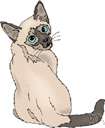 Siamese cat