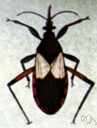 assassin bug - a true bug: long-legged predacious bug living mostly on other insects