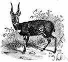 nyala - spiral-horned South African antelope with a fringe of white hairs along back and neck