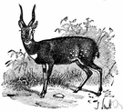 Tragelaphus angasi - spiral-horned South African antelope with a fringe of white hairs along back and neck