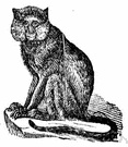 Cercopithecus - type genus of the Cercopithecidae: guenons