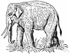 Elephas maximus - Asian elephant having smaller ears and tusks primarily in the male