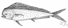 Coryphaena equisetis - a kind of dolphinfish