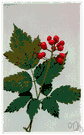 Actaea rubra - North American perennial herb with alternately compound leaves and racemes of small white flowers followed by bright red oval poisonous berries