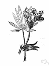 stinking hellebore - digitate-leaved hellebore with an offensive odor and irritant qualities when taken internally