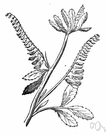 melilotus - erect annual or biennial plant grown extensively especially for hay and soil improvement
