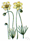 Platystemon californicus - California plant with small pale yellow flowers
