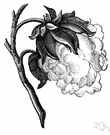 cotton plant - erect bushy mallow plant or small tree bearing bolls containing seeds with many long hairy fibers