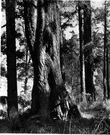 mountain oak - tall timber tree with hard heavy pinkish or light brown wood
