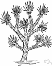 Joshua tree - a large branched arborescent yucca of southwestern United States having short leaves and clustered greenish white flowers