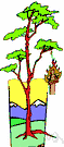 Circis siliquastrum - small tree of the eastern Mediterranean having abundant purplish-red flowers growing on old wood directly from stems and appearing before the leaves: widely cultivated in mild regions