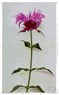 bergamot - small tree with pear-shaped fruit whose oil is used in perfumery