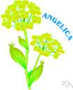garden angelica - a biennial cultivated herb