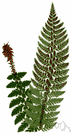 Polystichum aculeatum - tropical Old World fern having glossy fronds suggestive of holly