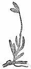 Lycopodiaceae - a family of ferns belonging to the order Lycopodiales