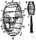 urochordate - primitive marine animal having a saclike unsegmented body and a urochord that is conspicuous in the larva
