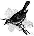 Melanotis caerulescens - mockingbird of Mexico