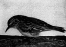 Certhia - type genus of the Certhiidae