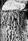 man-of-war - large siphonophore having a bladderlike float and stinging tentacles
