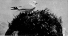 sea mew - the common gull of Eurasia and northeastern North America