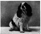 English toy spaniel - British breed having a long silky coat and rounded head with a short upturned muzzle