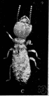 Reticulitermes - includes species highly destructive to structures and living trees