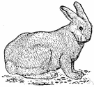 European hare - large hare introduced in North America