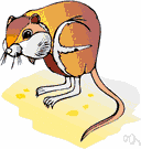 dwarf pocket rat - small silky-haired pouched rodent