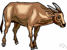 dwarf buffalo - small buffalo of the Celebes having small straight horns