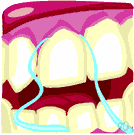 front tooth - a tooth situated at the front of the mouth